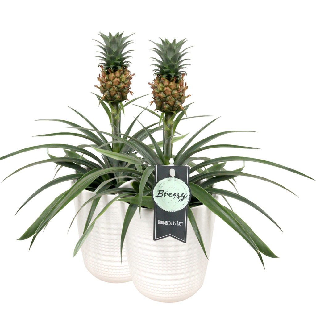 Expertise buurman het formulier Ananas Mi Amigo Pineapple | Breasy
