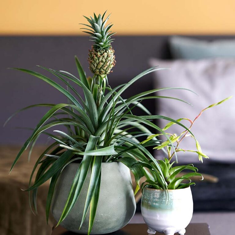 Breasy Pineapple plant
