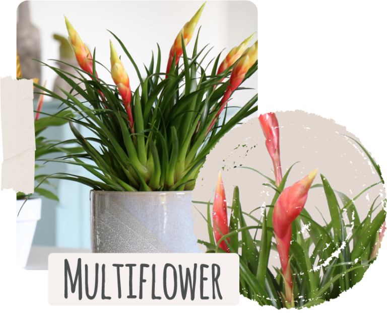 Multiflower care