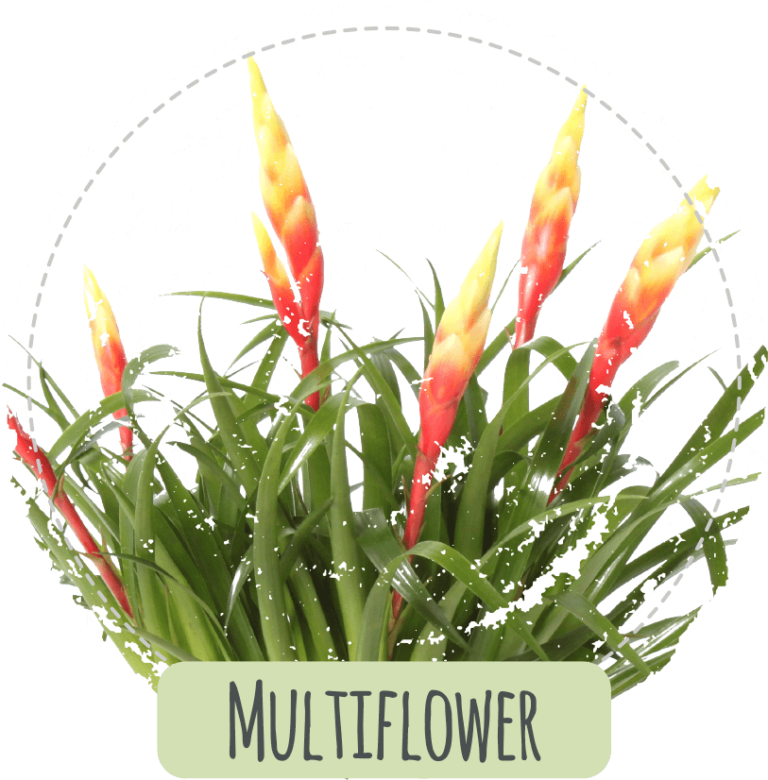 Multiflower Product