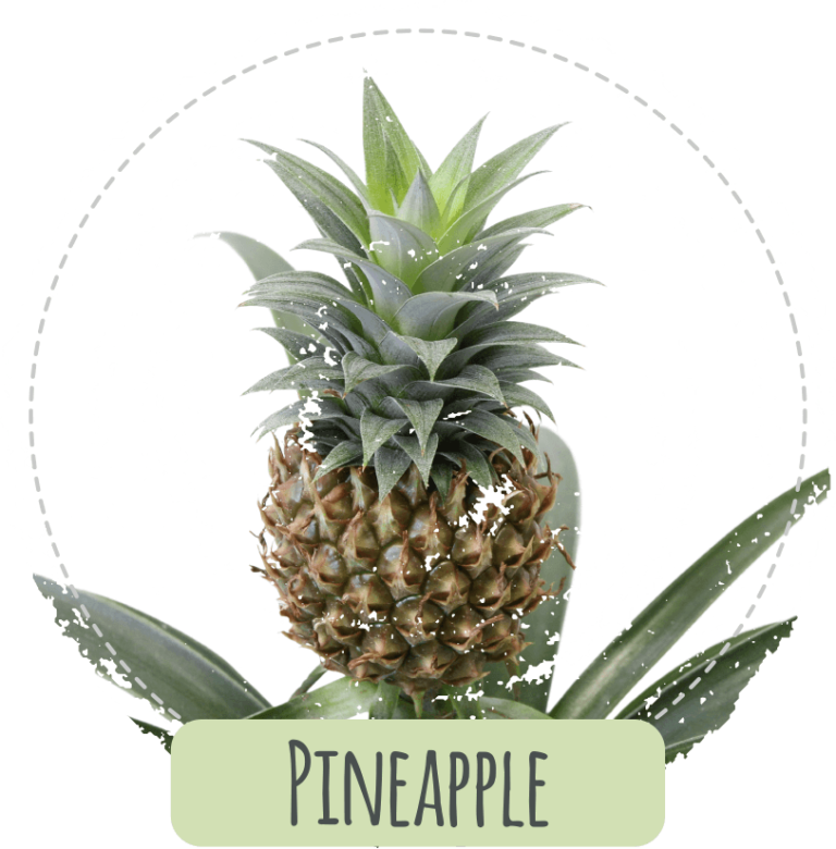 Plante d’ananas Product