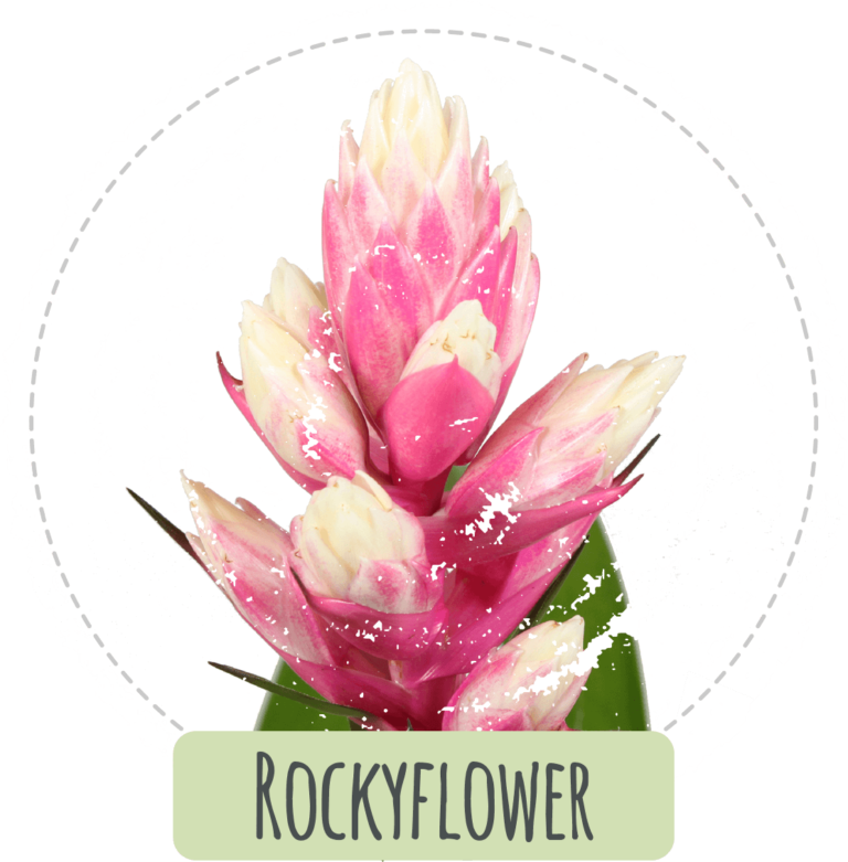 Rockyflower Product