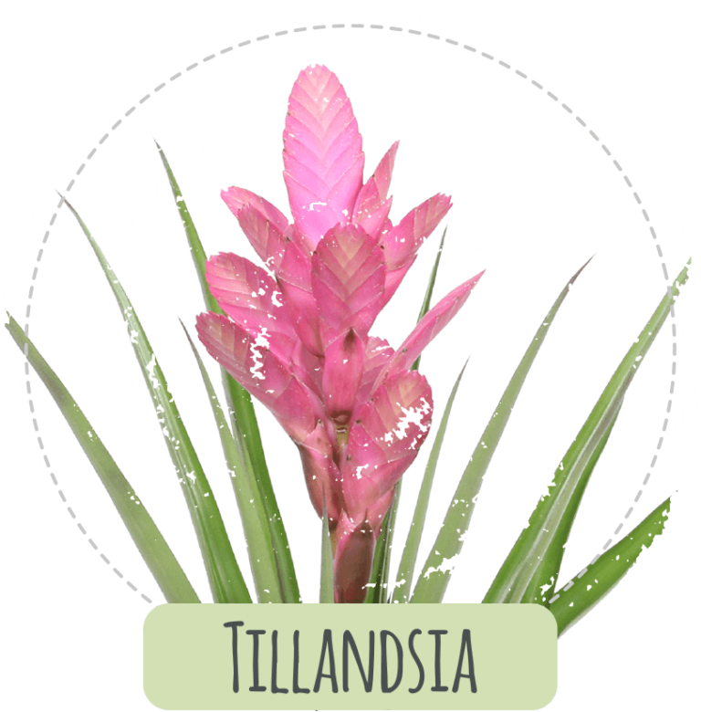 Tillandsia Product