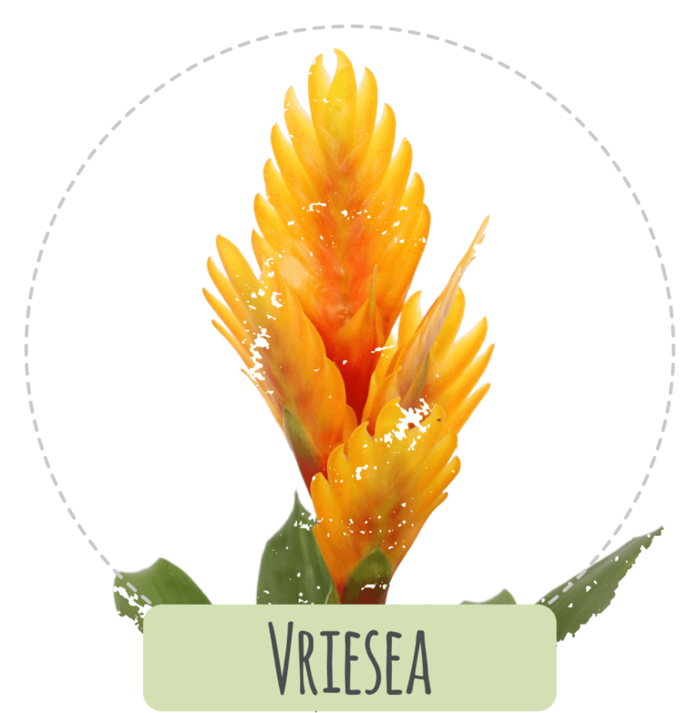 Vriesea Product